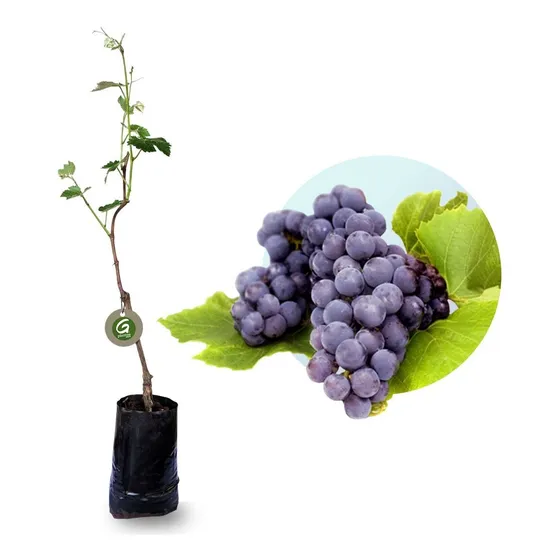 Muda De Uva Niagara Rosada Enxertada Produzindo + Manual
