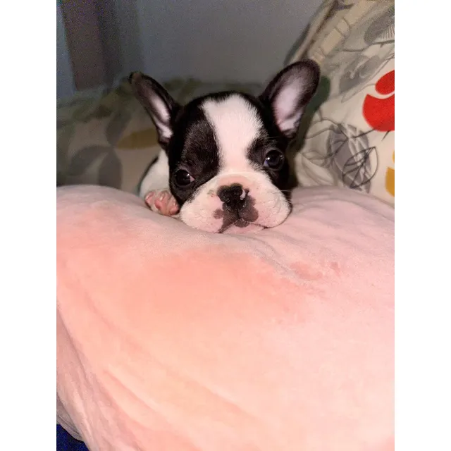 Cachorros Bulldog Frances