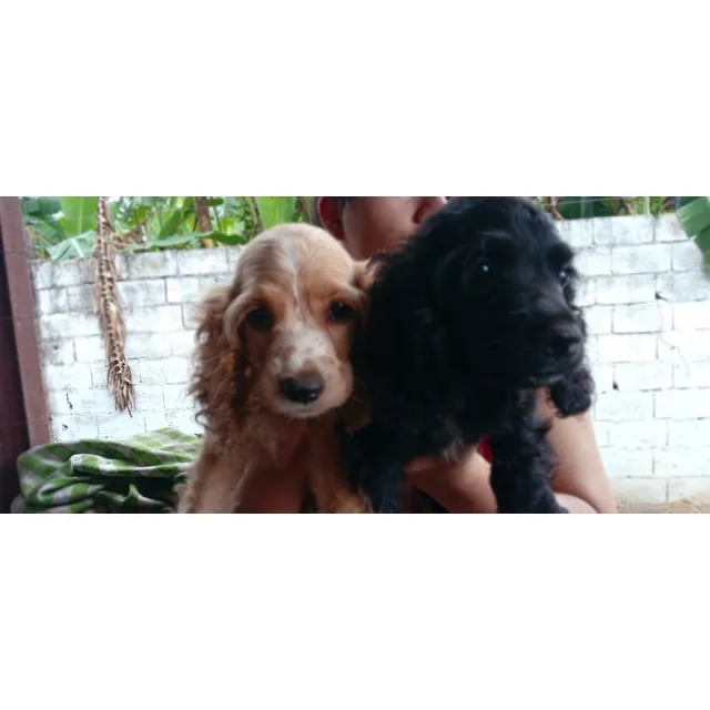 Cachorros Cocker Spaniel Hembras