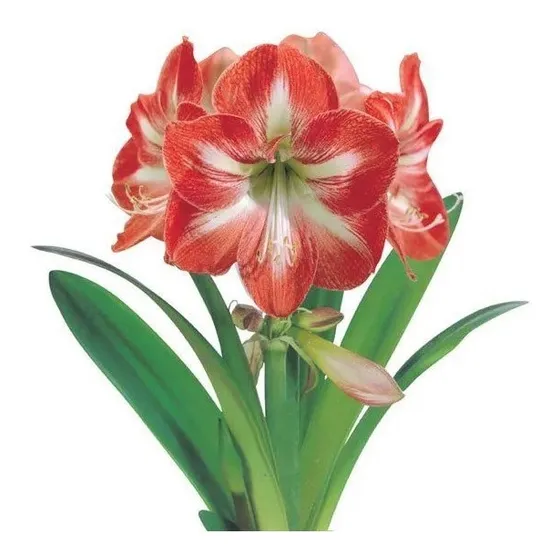 Muda De Amarlis Amaryllis  Minerva 03 Unidades
