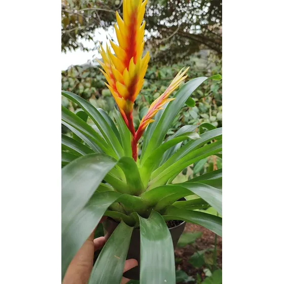 Planta De Bromelia
