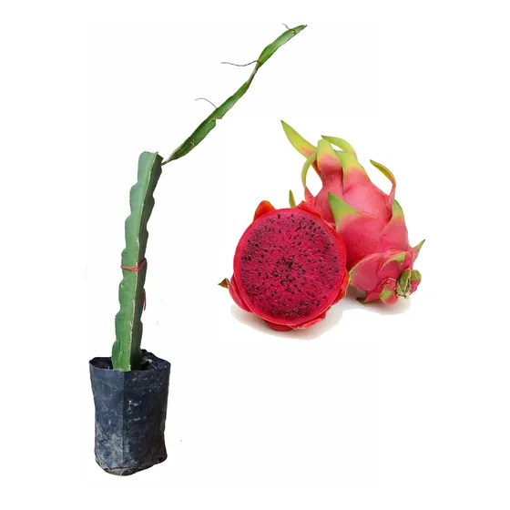 Esqueje De Pitahaya Pulpa Roja Enraizado 2 Pzas