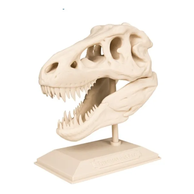Calavera Craneo Tiranosaurio Rex Dinosaurio