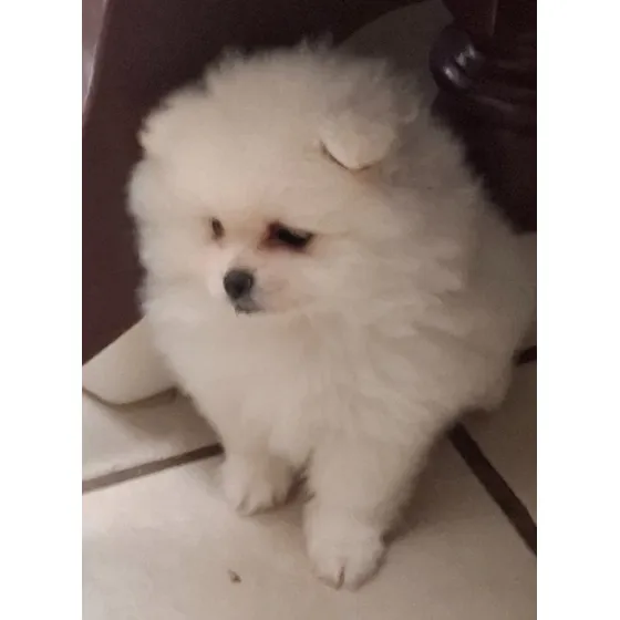 Pomerania Macho Doble Capa De Pelo Full Pedigree