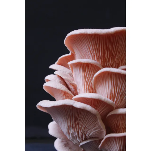 Kit Semillas Ostra Rosa 500g Fungívoro Perú