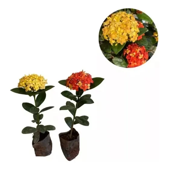 Kit 10 Mudas De Ixoria Midi