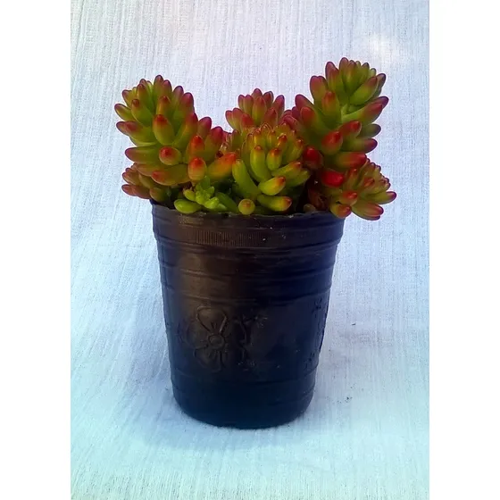 Suculenta Sedum  Rubrotinctum Sedo Rojo Nariz Borracho Rojo