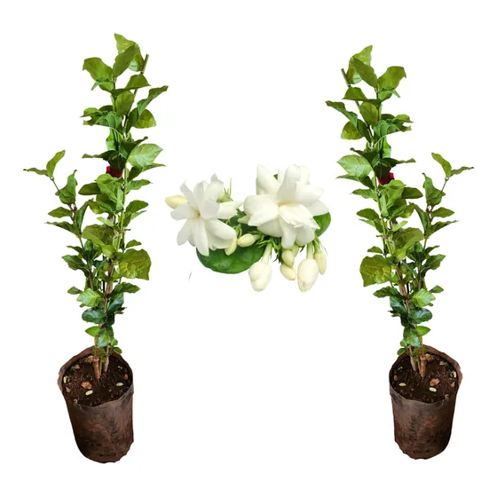 2 Mudas De Jasmim Bogari - Sambac - Beleza E Aroma