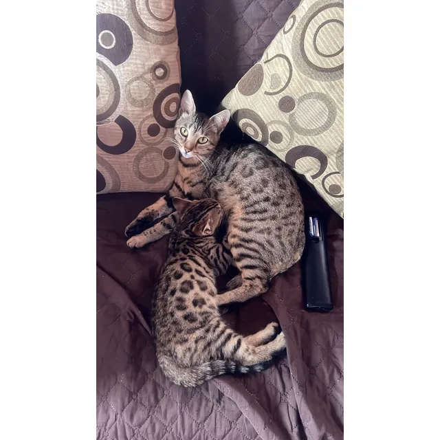 Hermosas Gatas Bengalí Gatos Medellín Bogotá Cali Cartagena