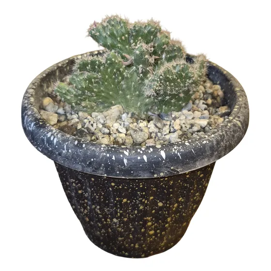 Cactus Cerebro Verde