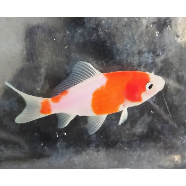 Pez Cometa Sarasa, Linea Japonesa