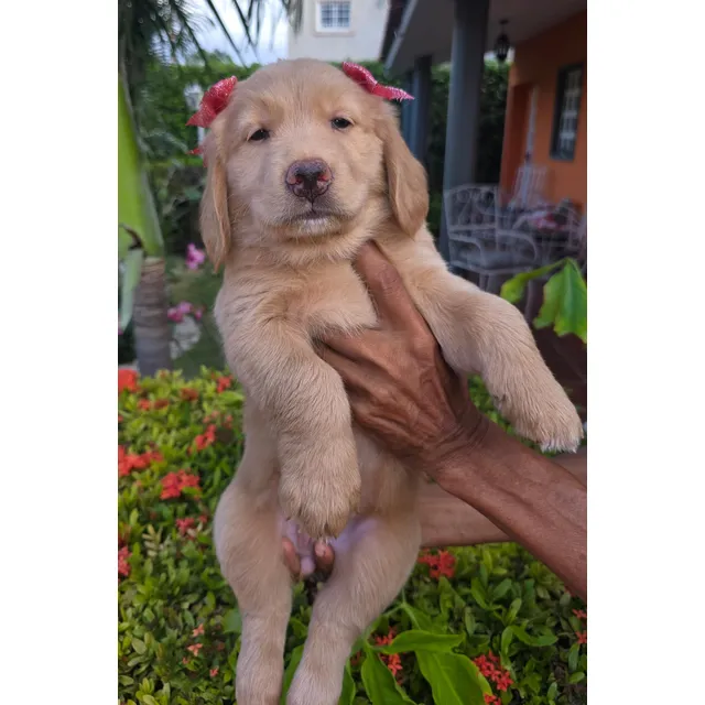 Golden Retriever