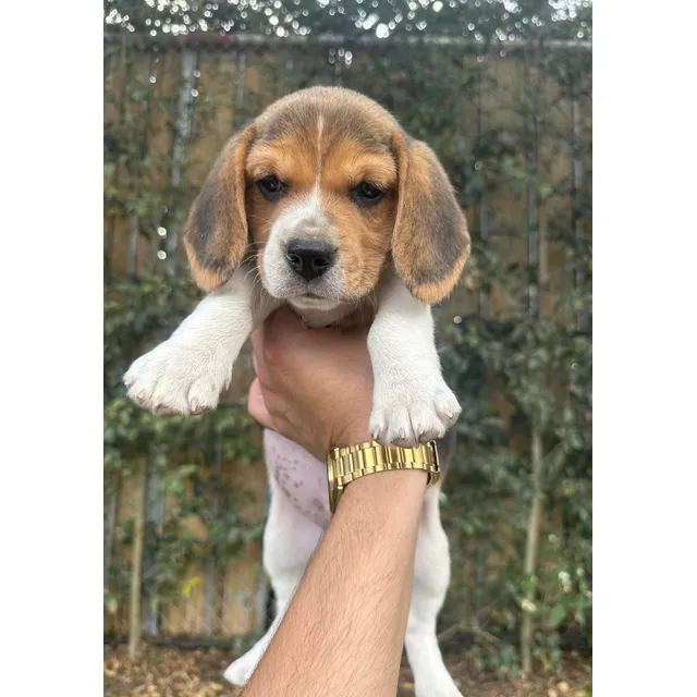 Beagle Tricolor Puros