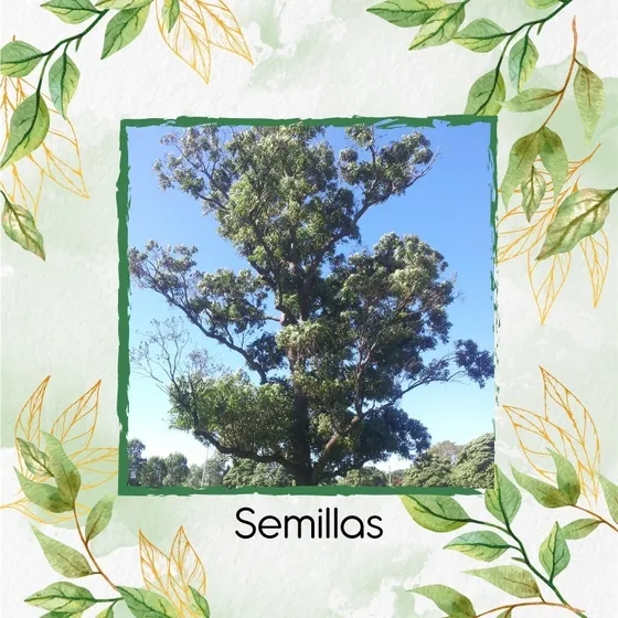 500 Semillas De Árbol Eucalipto Robusta 