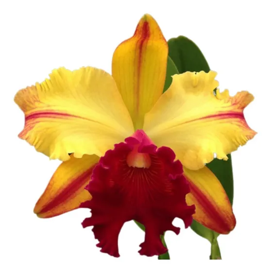 Orquídea Cattleya Toshie Aoki   Robin   ( Adulta )