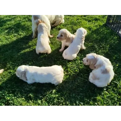 Cocker Spaniel Inglés De Ensueño Beige