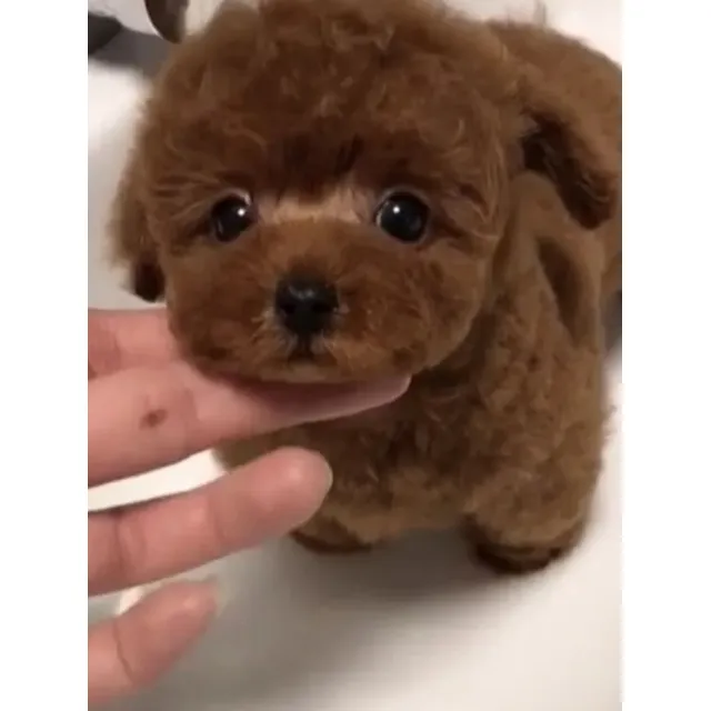 Cachorros Poodle Mini Tacita Hembra