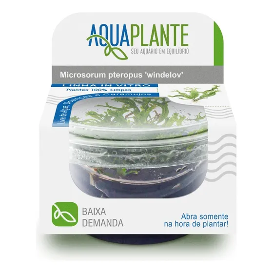 Planta Aquaplante Microsorum Pteropus Windelov