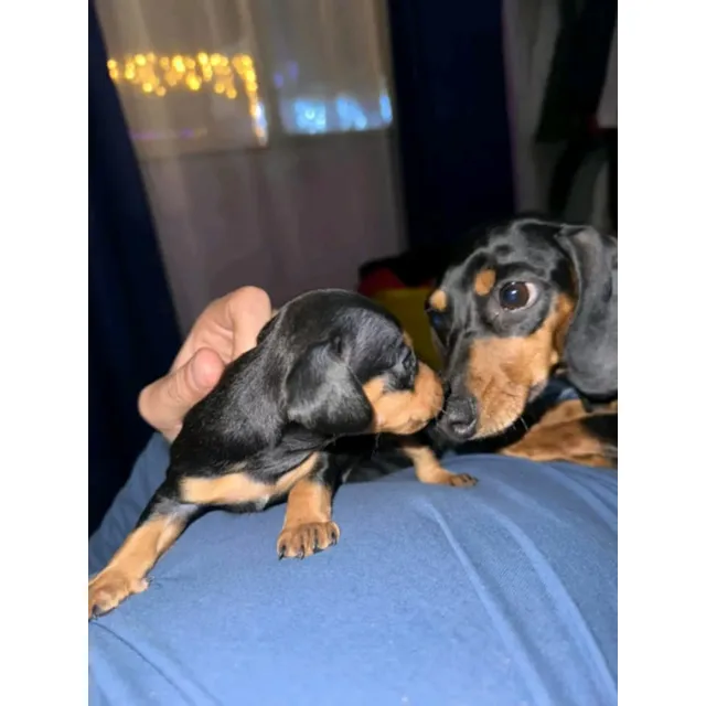 Cachorros Teckel Salchicha En La Ciudad De Quito Son Un Amor