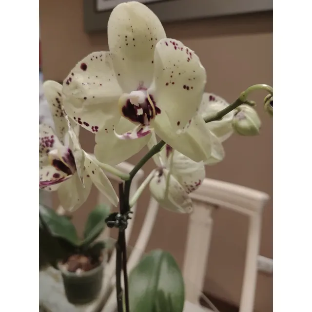 Orquídeas Naturales