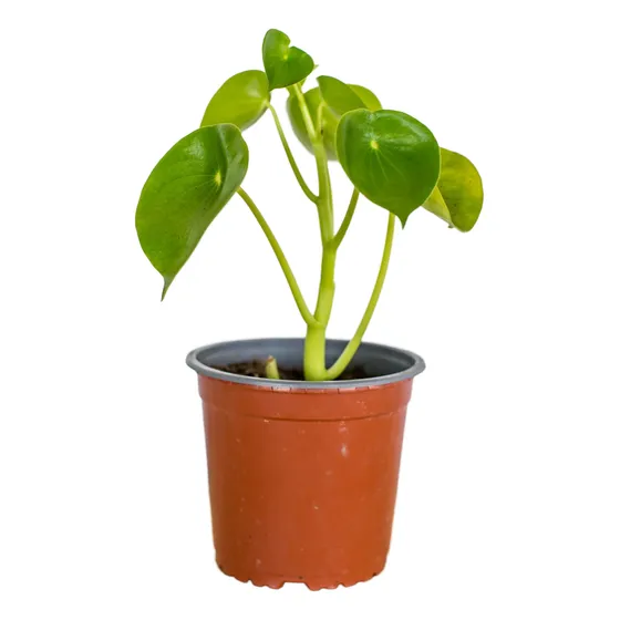 Peperomia Cucharita (peperomia Polybotrya) Plantme