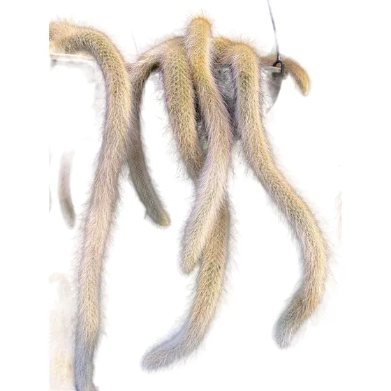 Cacto Rabo De Macaco Cuia 21 Planta Pendente Externa De Sol