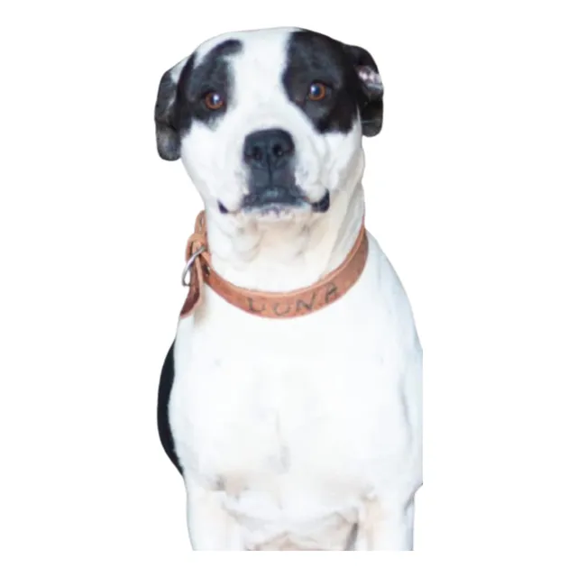 Dona, Mix De Pitbull Muuuy Bella, Amorosa, Adopcion Leer