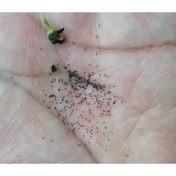 Semillas De Plantas Carnívoras Varias 