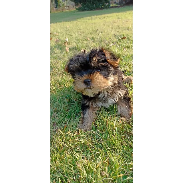 Yorkshire Cachorro Macho, Muy Chico,precioso Y Finisimo Negro Y Fuego