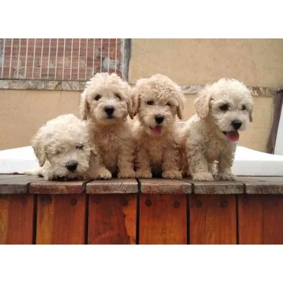 Poodles Lindos Pronta Entrega
