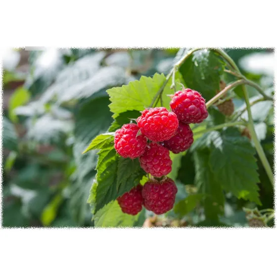 Frutales - Frambuesa  Zarzamora Y Arandano