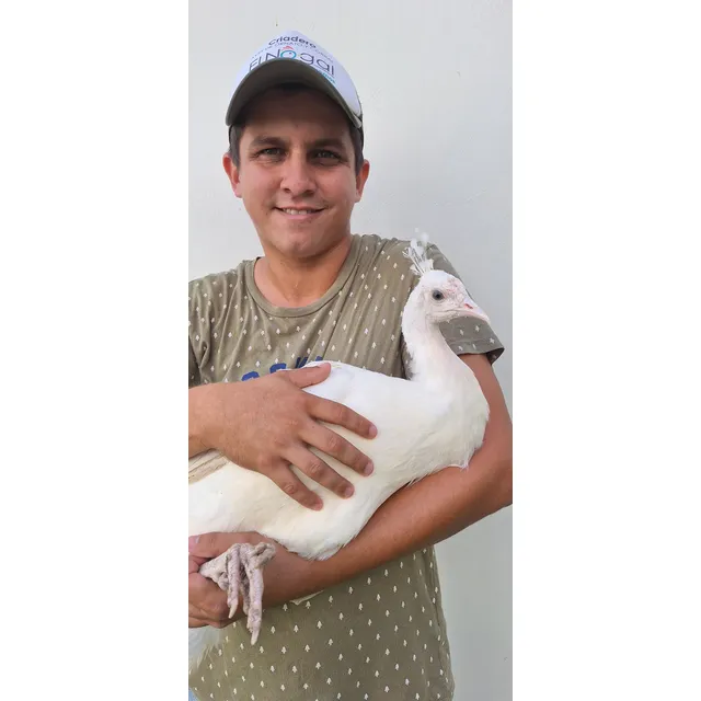 Pavoreal Blanco