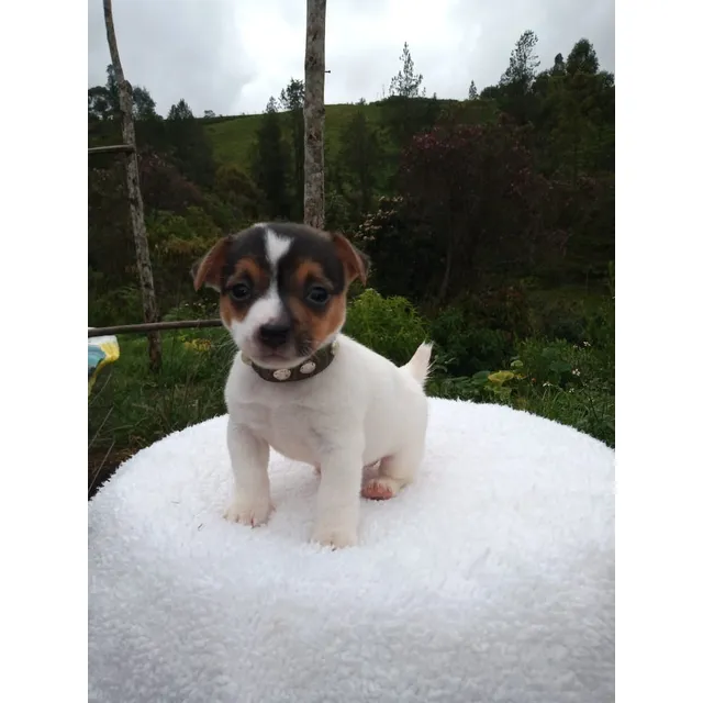 Cachorra Jack Russell Pelo Corto
