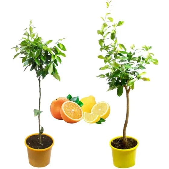 Plantas Frutales Combo Mix. X2 Ciruelos/citricos/ Cerezos..