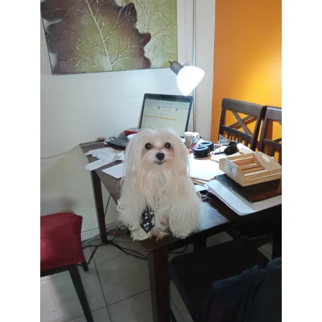 Bichón Maltes Macho Mini Americano Con Pedigrí