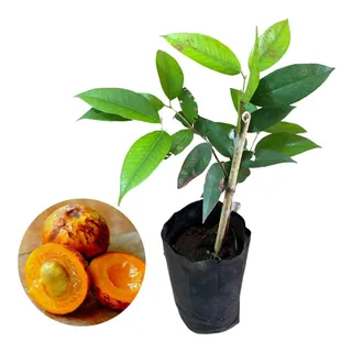 Muda De CambucĂĄ - Plinia Edulis Muda De CambucĂĄ - Plinia Edulis