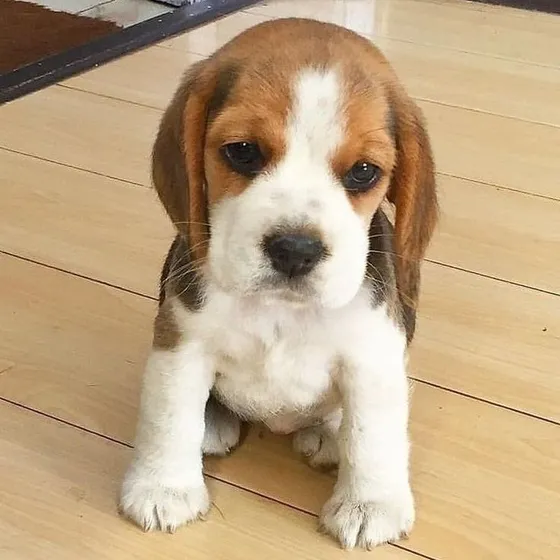 Beagle Cachorros Auténticos Garantizados