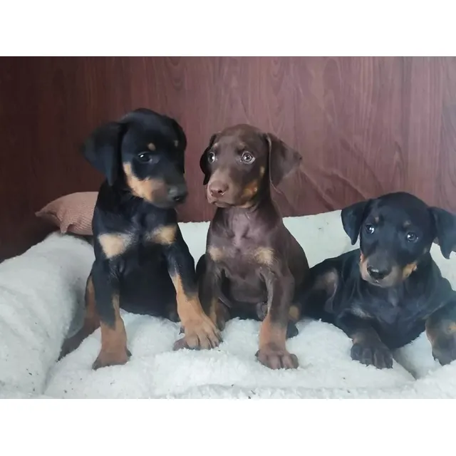 Cachorros Doberman Alemán Puros