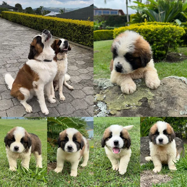 Perros San Bernardo Medellín Cachorros Bogotá Cali Cartagena