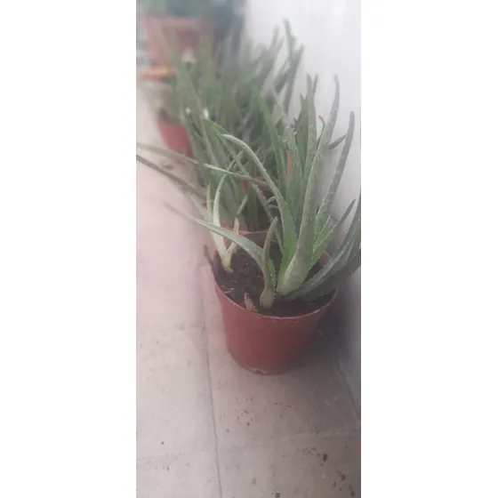Aloe Vera Medicinal Compre 1 Y Lleve 3 Plantines Enraizados Rojo