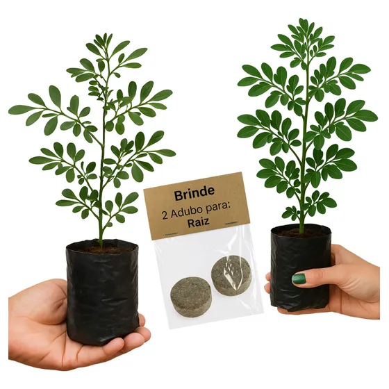 2 Mudas De Arruda Para Vaso Ou Jardim Com Adubo Grátis