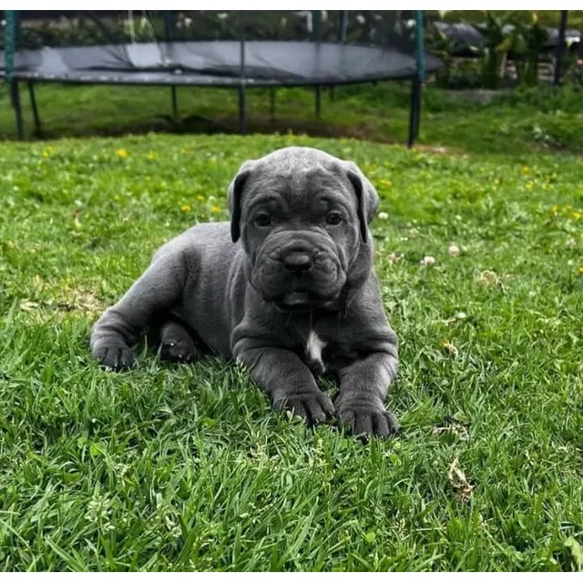 Cachorros Cane Corso Puros