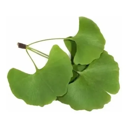 Muda De Ginkgo Biloba - Muda Chinesa Original - Medicinal