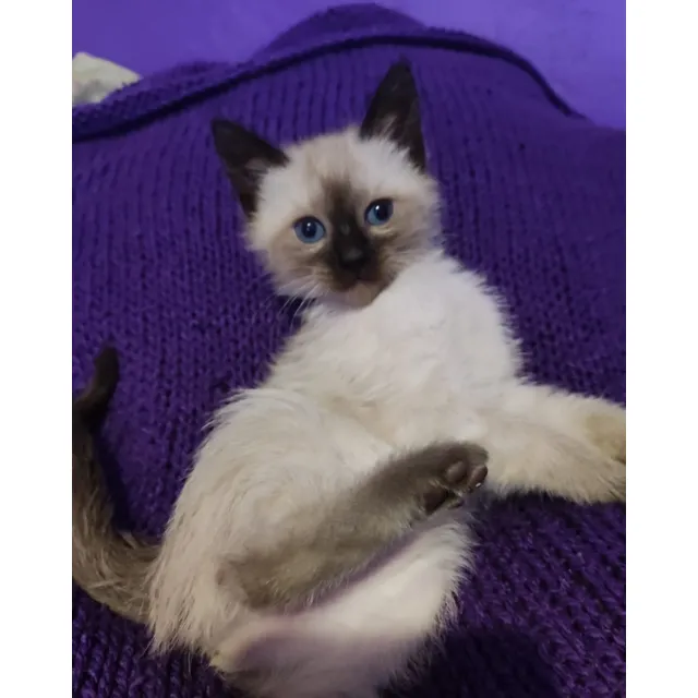 Gatita Siamés Hembras Crema