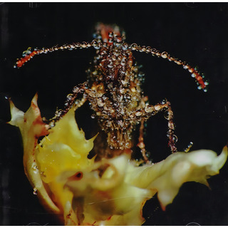 Gang Gang Dance - Eye Contact - Disco Cd - Nuevo Gang Gang Dance - Eye Contact - Disco Cd - Nuevo