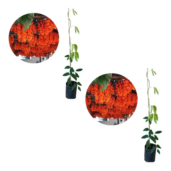 Kit Com 2 Mudas De Jade  Vermelha - Trepadeira