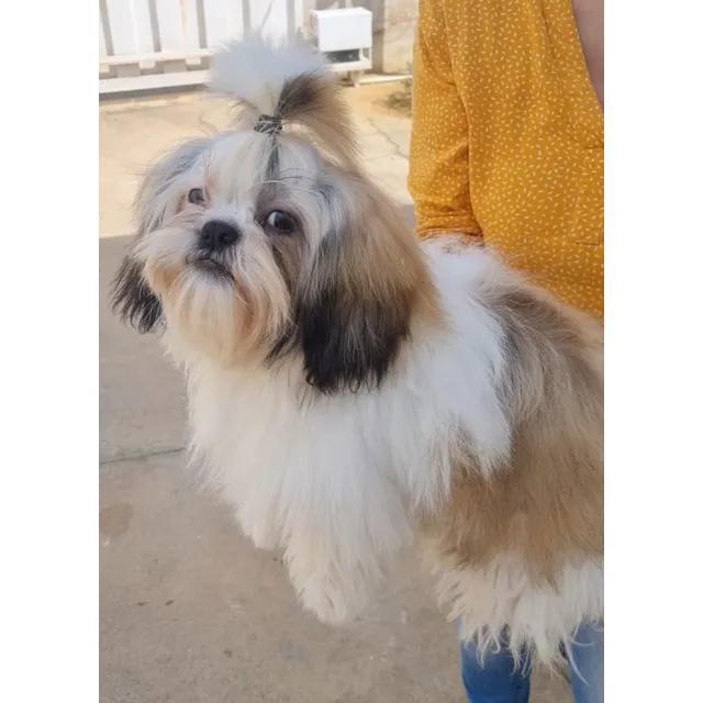 Shihtzu Cachorros Padres Importados Con Certificado Pedigre