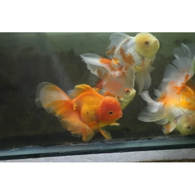 Cria De Goldfish Orandas Padres Tailandeses 