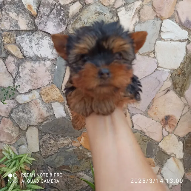 Yorkshire Hembra Tea Cup 2 Meses