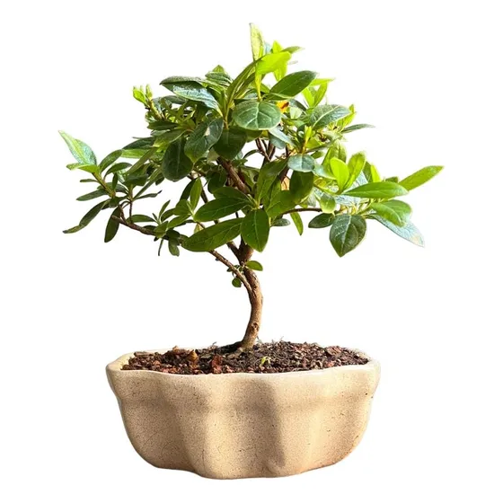Bonsai Planta Azalea Doble Maceta Ceramica Esmaltada 12 Años